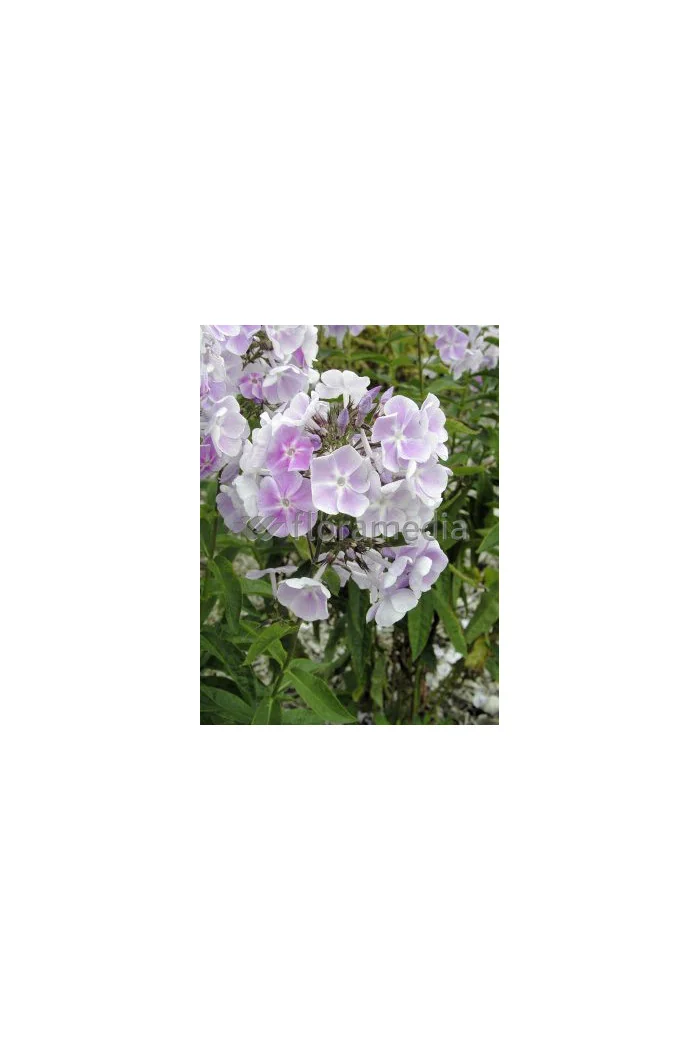 Floks wiechowaty 'Violetta Gloriosa' Phlox panniculata