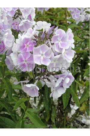 Floks wiechowaty 'Violetta Gloriosa' Phlox panniculata