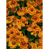Dzielżan jesienny 'Fuego'| Helenium autumnale