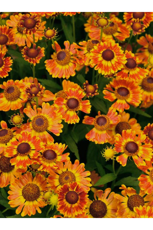 Dzielżan jesienny 'Fuego'| Helenium autumnale