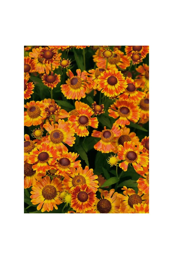 Dzielżan jesienny 'Fuego'| Helenium autumnale