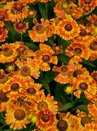 Dzielżan jesienny 'Fuego'| Helenium autumnale