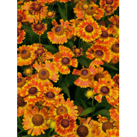 Dzielżan jesienny 'Fuego'| Helenium autumnale