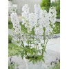 Ostróżka 'Magic Fountains White' Delphinium elatum