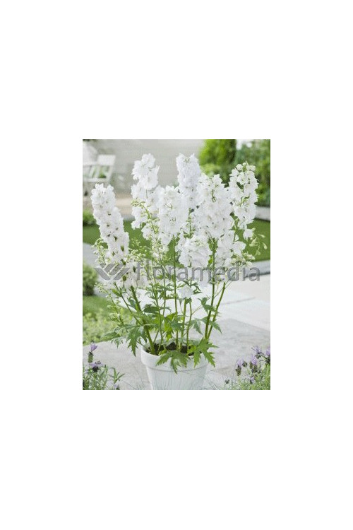 Ostróżka 'Magic Fountains White' Delphinium elatum
