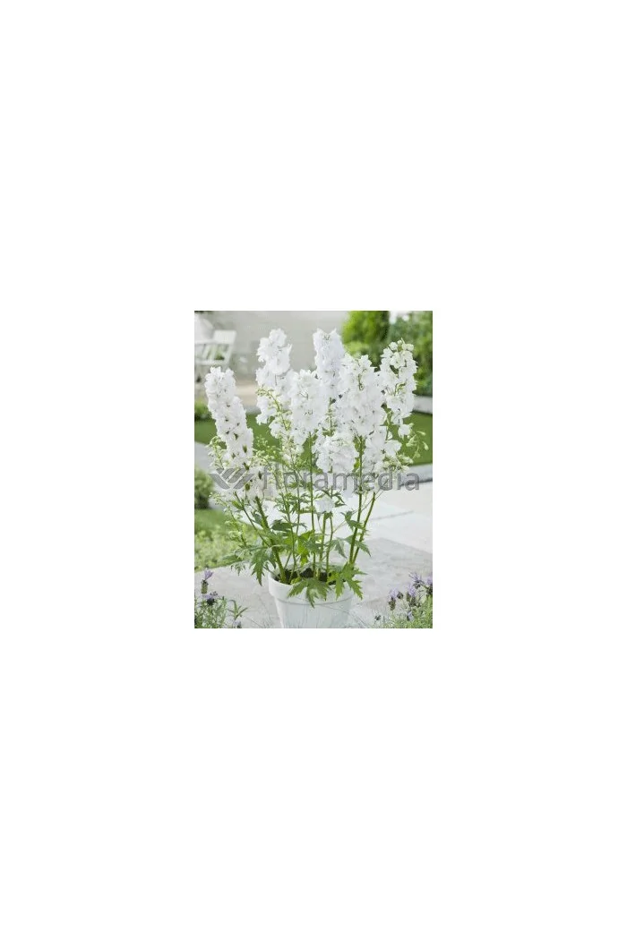 Ostróżka 'Magic Fountains White' Delphinium elatum