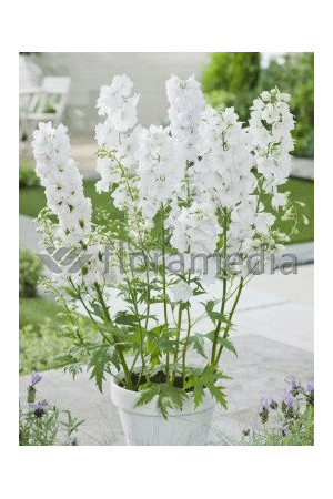 Ostróżka 'Magic Fountains White' Delphinium elatum
