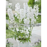 Ostróżka 'Magic Fountains White' Delphinium elatum