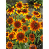 Rudbekia 'Berlin' Rudbeckia