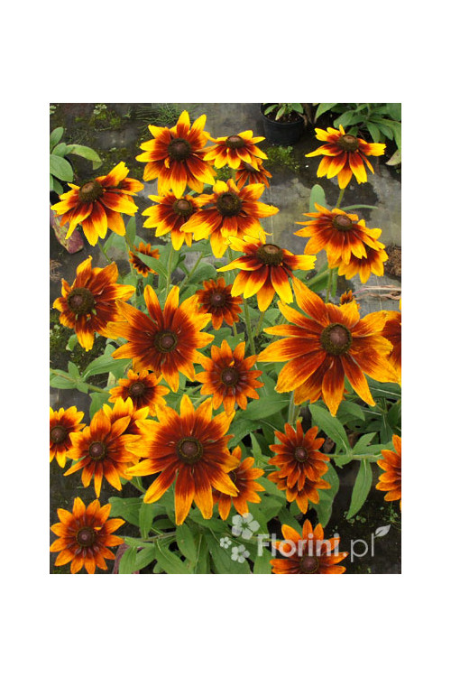 Rudbekia 'Berlin' Rudbeckia