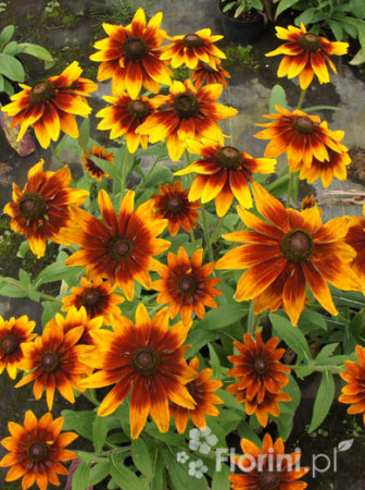 Rudbekia 'Berlin' Rudbeckia
