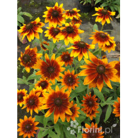 Rudbekia 'Berlin' Rudbeckia