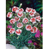 Goździk pierzasty 'Ine' Dianthus plumarius