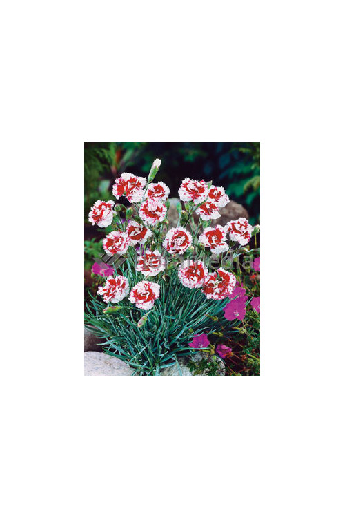 Goździk pierzasty 'Ine' Dianthus plumarius