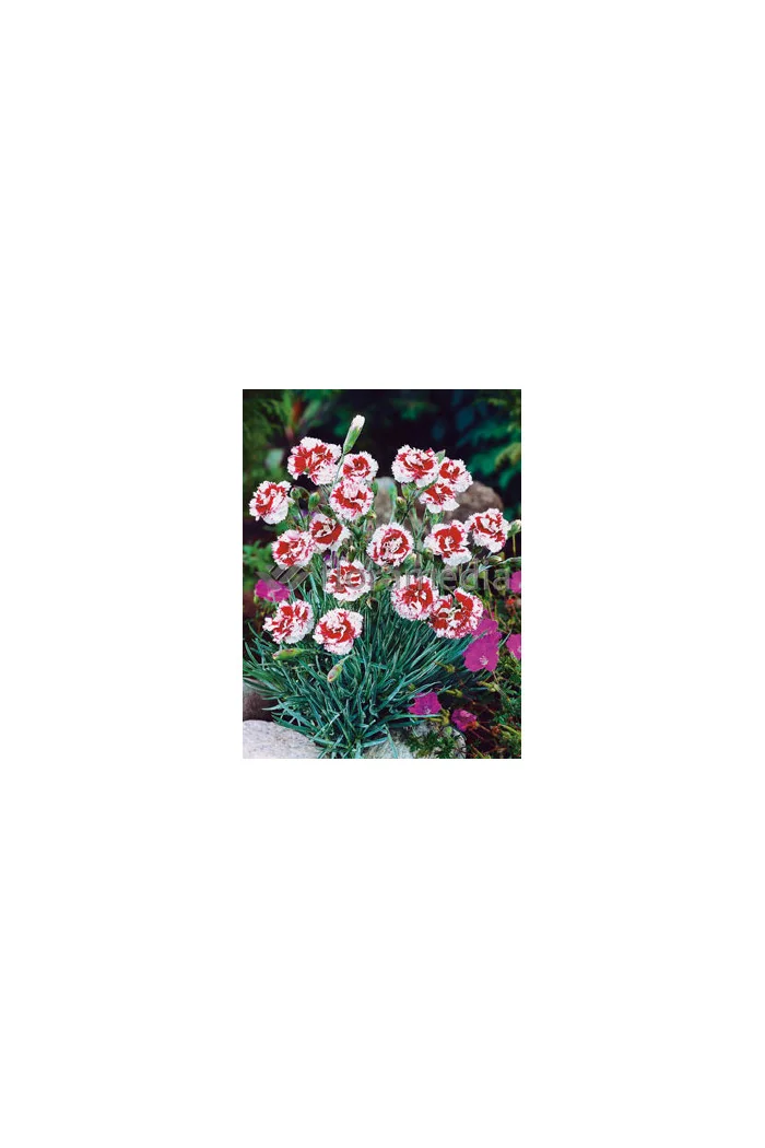 Goździk pierzasty 'Ine' Dianthus plumarius