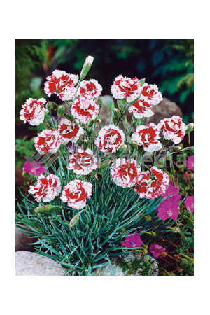 Goździk pierzasty 'Ine' Dianthus plumarius