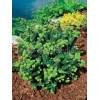 Jodła balsamiczna 'Piccolo' Abies balsamea