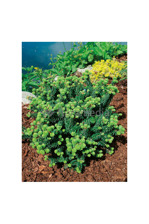 Jodła balsamiczna 'Piccolo' Abies balsamea