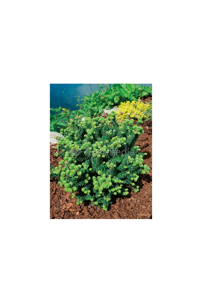 Jodła balsamiczna 'Piccolo' Abies balsamea