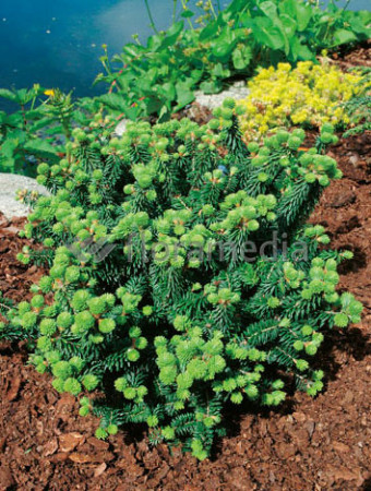 Jodła balsamiczna 'Piccolo' Abies balsamea