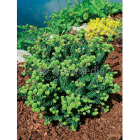Jodła balsamiczna 'Piccolo' Abies balsamea