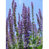 Szałwia omszona 'Merleau Blue' Salvia x superba