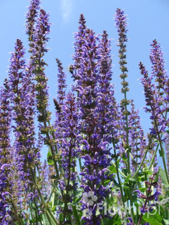 Szałwia omszona 'Merleau Blue' Salvia x superba