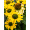 Jeżówka 'Yellow Passion' | Echinacea