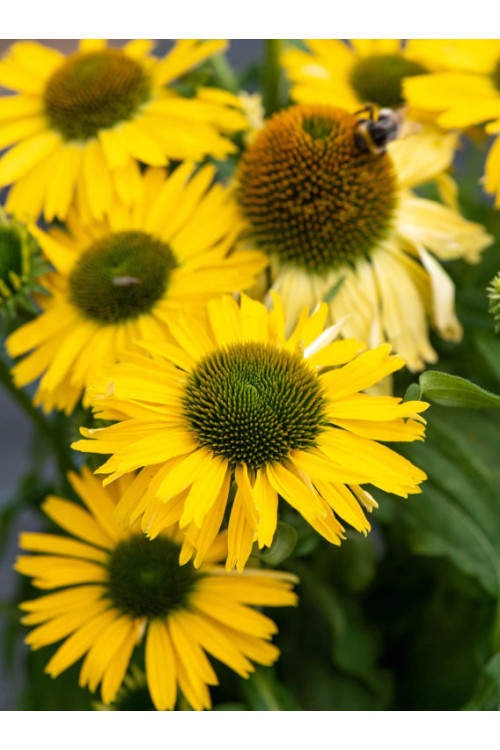 Jeżówka 'Yellow Passion' | Echinacea