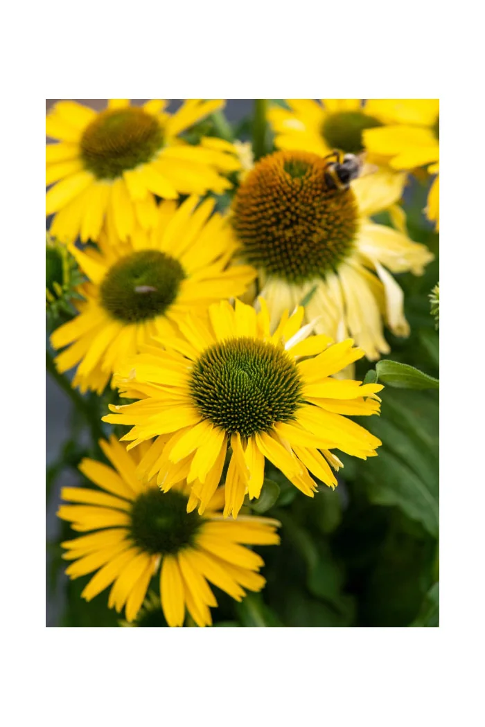 Jeżówka 'Yellow Passion' | Echinacea