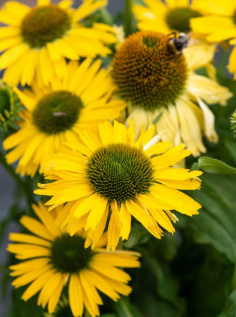 Jeżówka 'Yellow Passion' | Echinacea