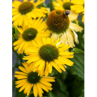 Jeżówka 'Yellow Passion' | Echinacea