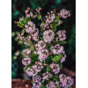 Żylistek mieszańcowy 'Pink Pom Pom' | Deutzia hybrida