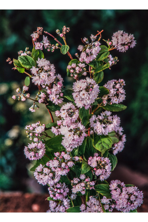Żylistek mieszańcowy 'Pink Pom Pom' | Deutzia hybrida