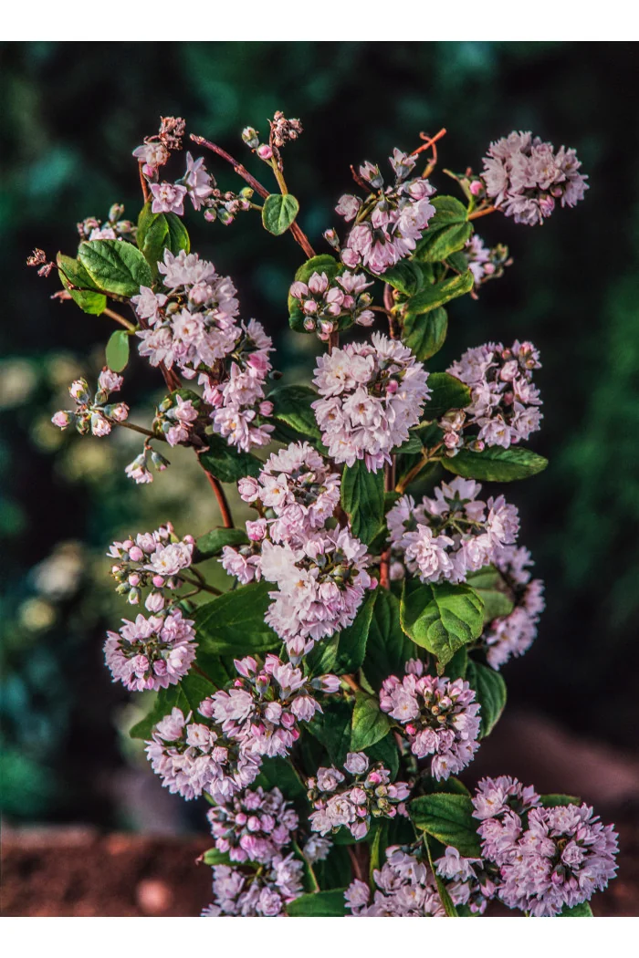 Żylistek mieszańcowy 'Pink Pom Pom' | Deutzia hybrida
