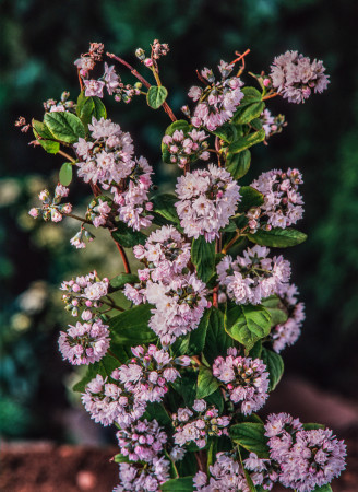 Żylistek mieszańcowy 'Pink Pom Pom' | Deutzia hybrida