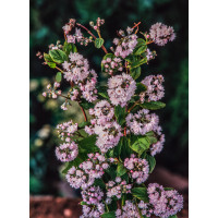 Żylistek mieszańcowy 'Pink Pom Pom' | Deutzia hybrida