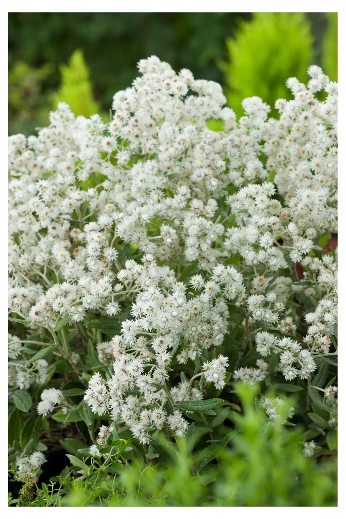 Anafalis trójnerwowy`Sommerschnee' | Anaphalis triplinervis