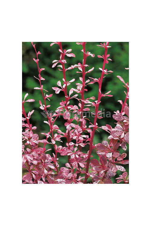 Berberys Thunberga 'Harlequin' Berberis thunbergii