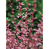Berberys Thunberga 'Harlequin' Berberis thunbergii