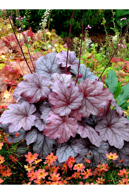 Żurawka 'Georgia Plum' | Heuchera
