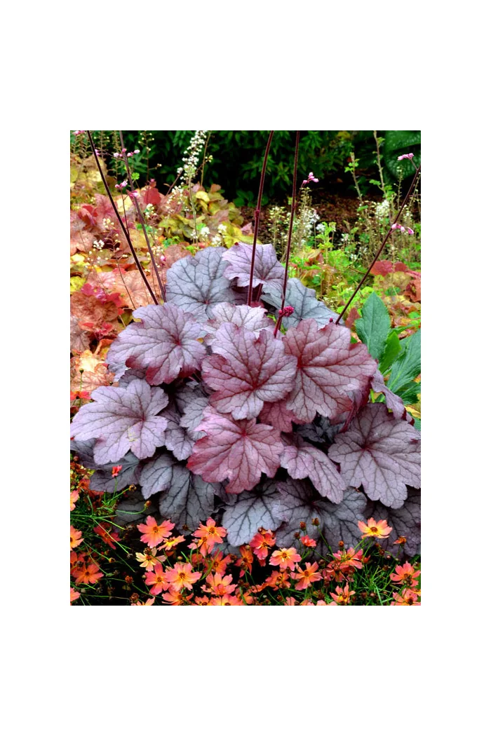 Żurawka 'Georgia Plum' | Heuchera