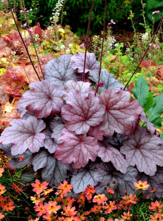 Żurawka 'Georgia Plum' | Heuchera