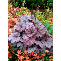 Żurawka 'Georgia Plum' | Heuchera