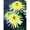 Jeżówka 'Sundial Zenith' | Echinacea
