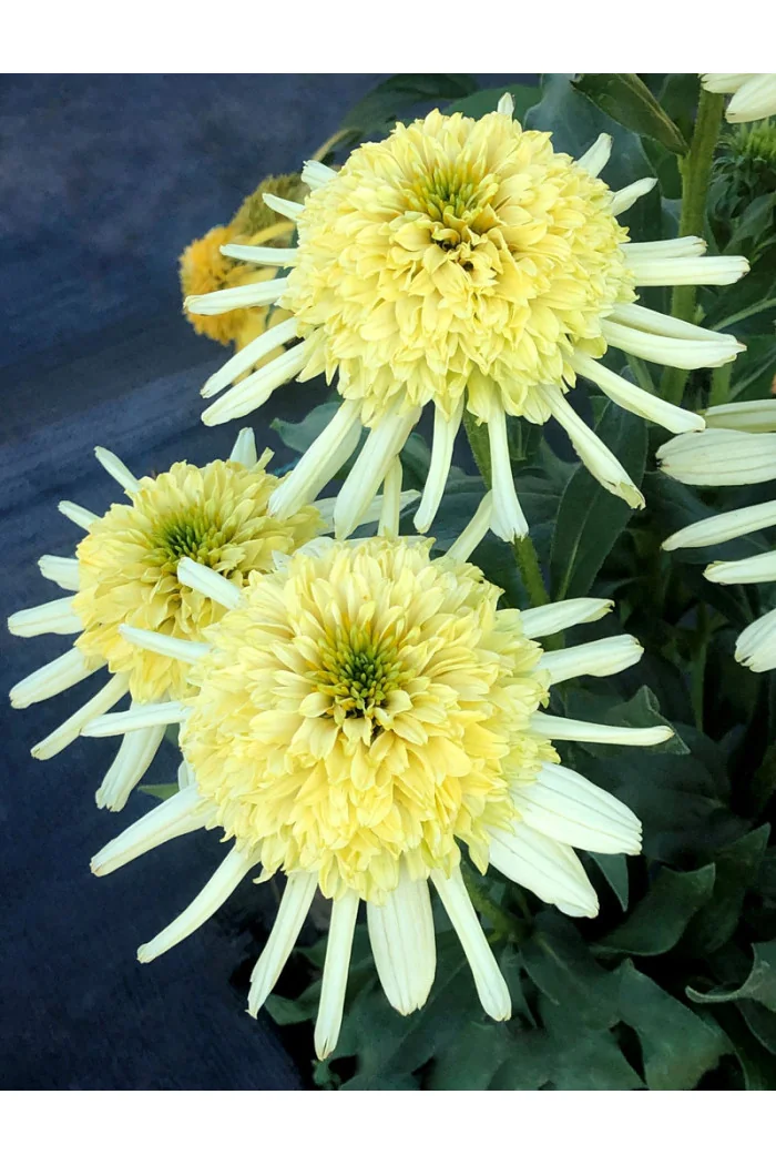 Jeżówka 'Sundial Zenith' | Echinacea