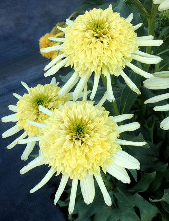 Jeżówka 'Sundial Zenith' | Echinacea