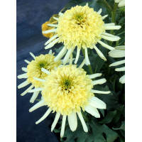 Jeżówka 'Sundial Zenith' | Echinacea