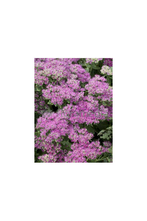 Rozchodnik okazały 'Carmen' Sedum spectabile