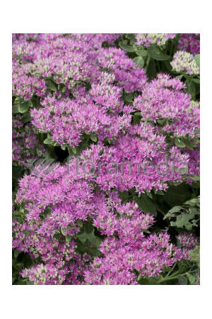Rozchodnik okazały 'Carmen' Sedum spectabile